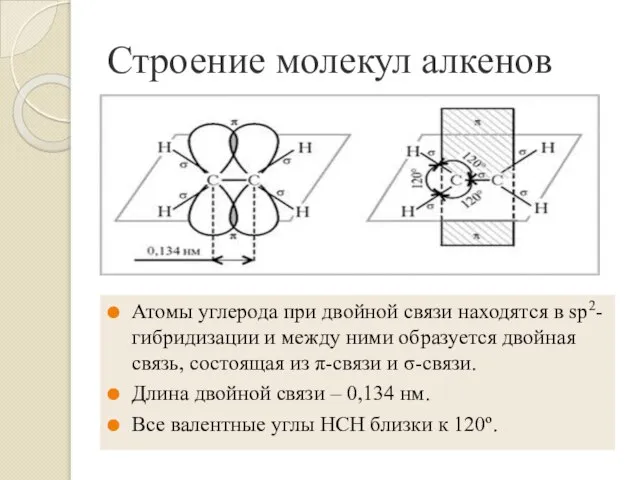 Строение молекул алкенов Атомы углерода при двойной связи находятся в sp2-гибридизации и