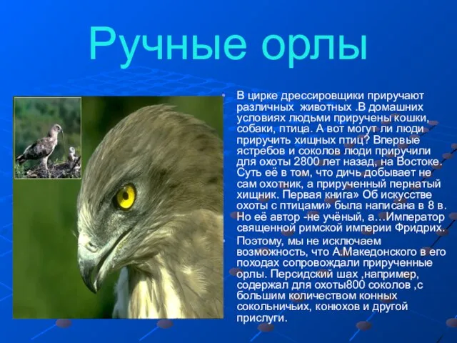 Ручные орлы В цирке дрессировщики приручают различных животных .В домашних условиях людьми