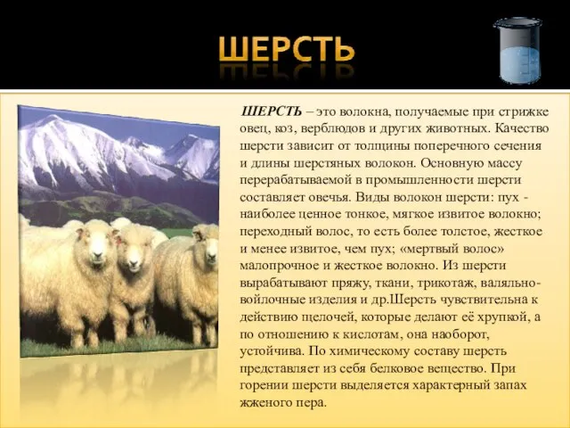 ШЕРСТЬ – это волокна, получаемые при стрижке овец, коз, верблюдов и других