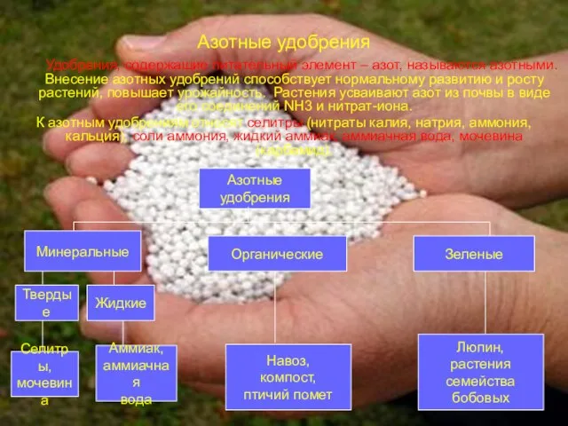 Азотные удобрения Удобрения, содержащие питательный элемент – азот, называются азотными. Внесение азотных