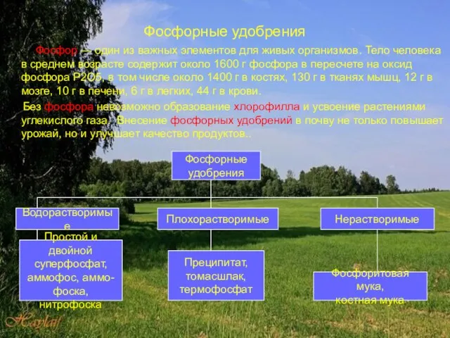 Фосфорные удобрения Фосфор — один из важных элементов для живых организмов. Тело