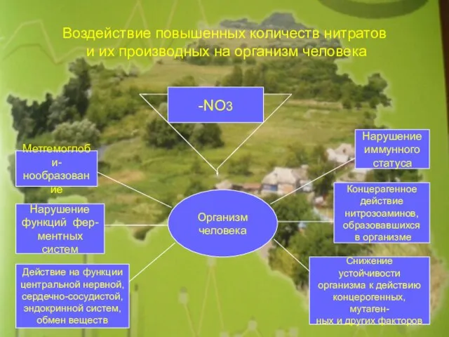 Воздействие повышенных количеств нитратов и их производных на организм человека -NO3 Организм