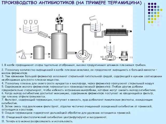 ПРОИЗВОДСТВО АНТИБИОТИКОВ (НА ПРИМЕРЕ ТЕРРАМИЦИНА) 1. В колбе проращивают споры тщательно отобранных,