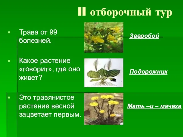 II отборочный тур Трава от 99 болезней. Какое растение «говорит», где оно