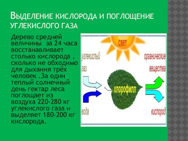 Выделение кислорода и поглощение углекислого газа Дерево средней величины за 24 часа