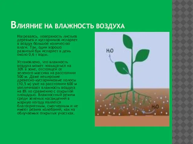 Влияние на влажность воздуха Нагреваясь, поверхность листьев деревьев и кустарников испаряет в