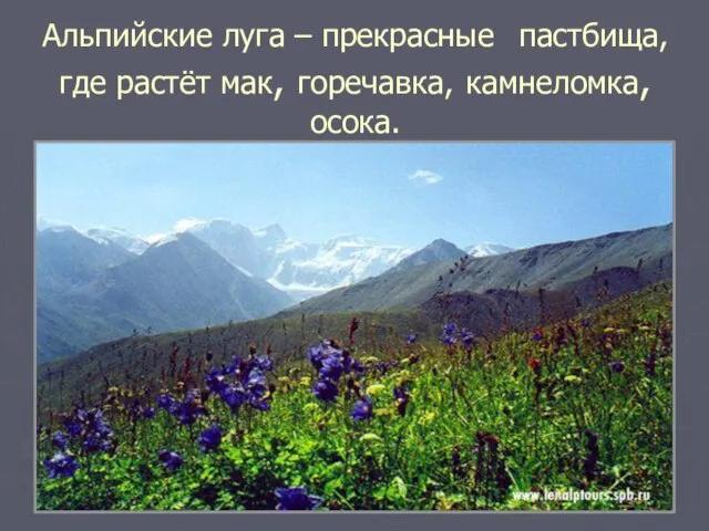 Альпийские луга – прекрасные пастбища, где растёт мак, горечавка, камнеломка, осока.