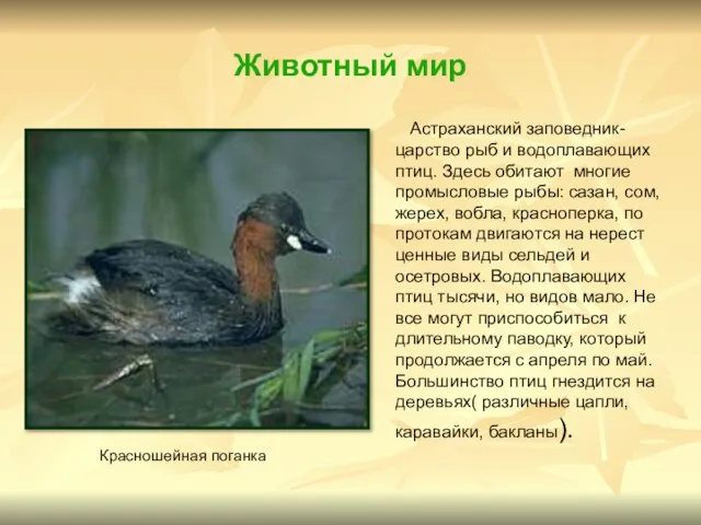 Животный мир Астраханский заповедник- царство рыб и водоплавающих птиц. Здесь обитают многие