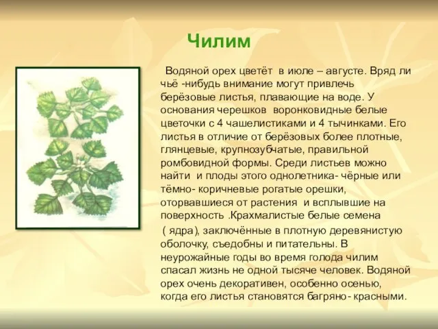 Чилим Водяной орех цветёт в июле – августе. Вряд ли чьё -нибудь