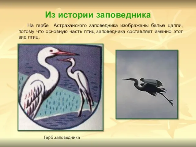 Из истории заповедника На гербе Астраханского заповедника изображены белые цапли, потому что