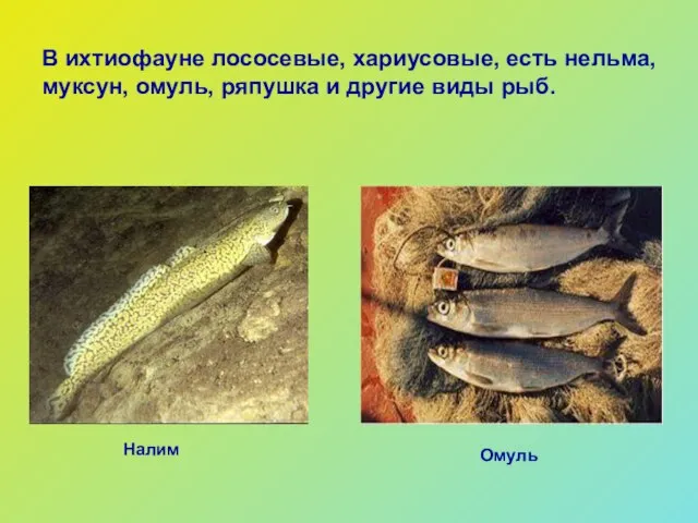 Омуль Налим В ихтиофауне лососевые, хариусовые, есть нельма, муксун, омуль, ряпушка и другие виды рыб.