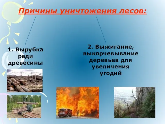 Причины уничтожения лесов: 1. Вырубка ради древесины 2. Выжигание, выкорчевывание деревьев для увеличения угодий