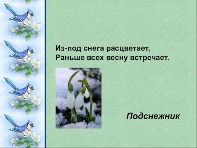 Из-под снега расцветает, Раньше всех весну встречает. Подснежник