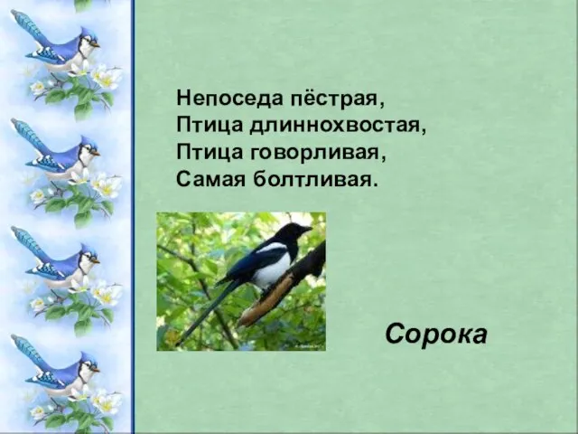 Непоседа пёстрая, Птица длиннохвостая, Птица говорливая, Самая болтливая. Сорока