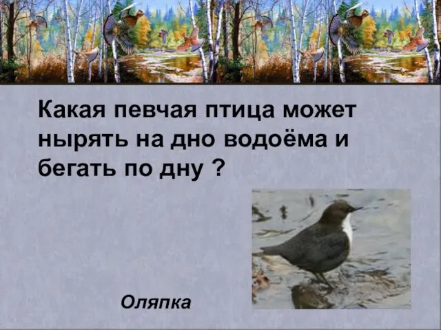 Какая певчая птица может нырять на дно водоёма и бегать по дну ? Оляпка