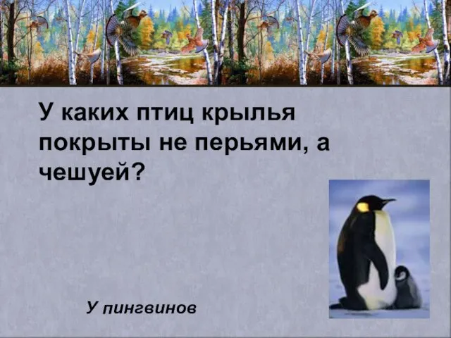 У каких птиц крылья покрыты не перьями, а чешуей? У пингвинов