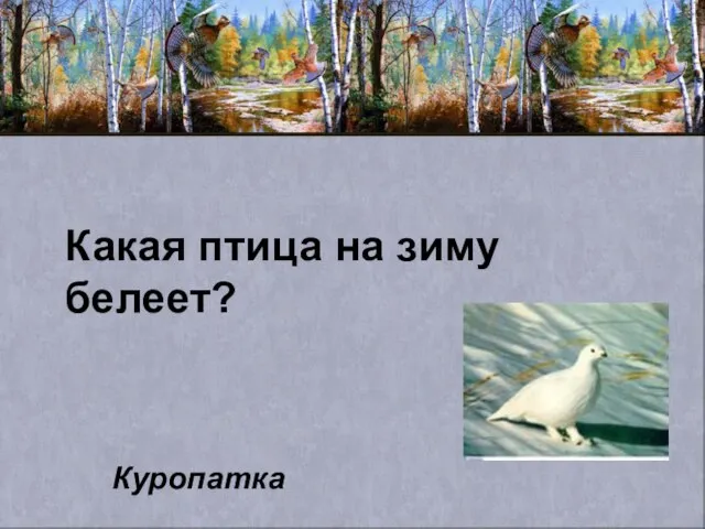 Какая птица на зиму белеет? Куропатка