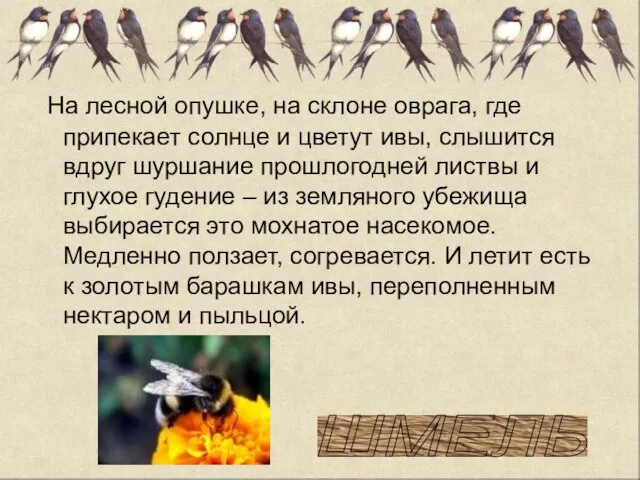 На лесной опушке, на склоне оврага, где припекает солнце и цветут ивы,