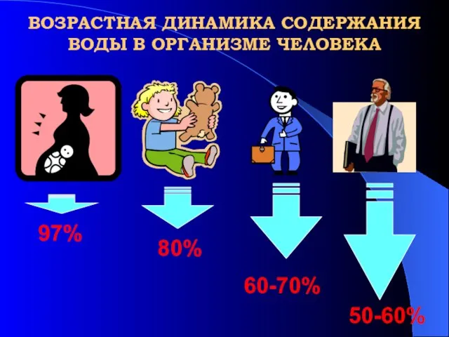 ВОЗРАСТНАЯ ДИНАМИКА СОДЕРЖАНИЯ ВОДЫ В ОРГАНИЗМЕ ЧЕЛОВЕКА 97% 80% 60-70% 50-60%