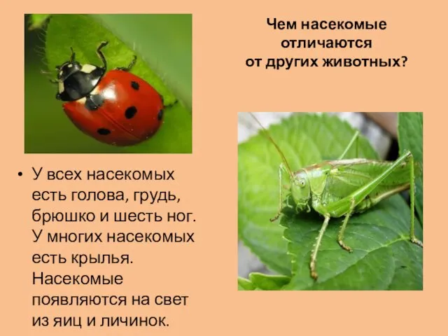 Чем насекомые отличаются от других животных? У всех насекомых есть голова, грудь,