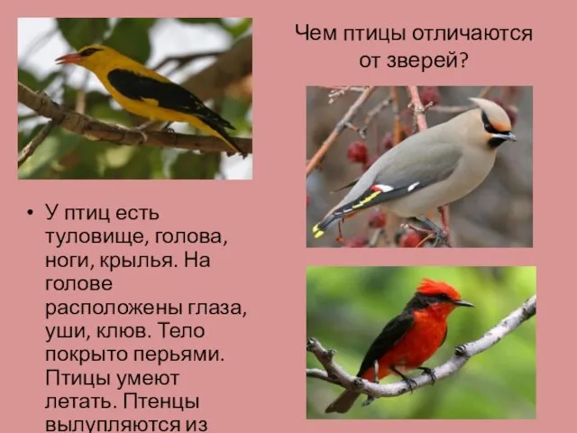 Чем птицы отличаются от зверей? У птиц есть туловище, голова, ноги, крылья.