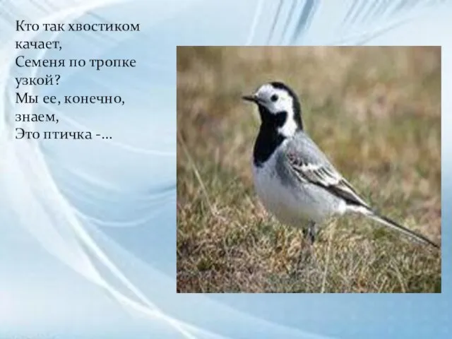 Кто так хвостиком качает, Семеня по тропке узкой? Мы ее, конечно, знаем, Это птичка -...