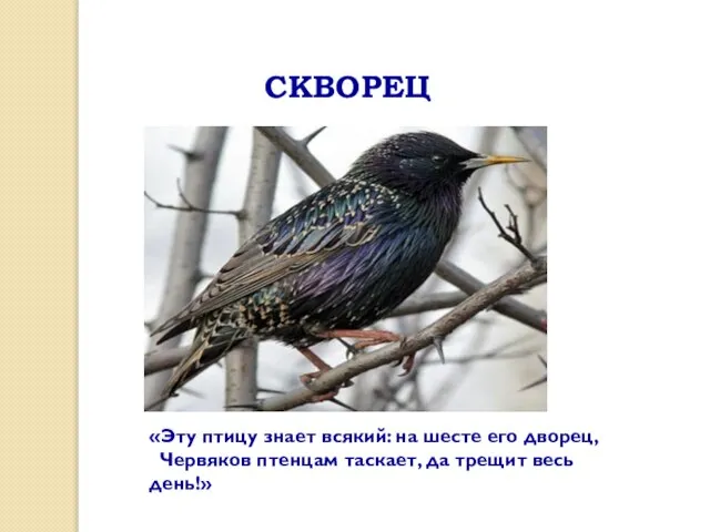 СКВОРЕЦ «Эту птицу знает всякий: на шесте его дворец, Червяков птенцам таскает, да трещит весь день!»