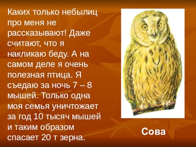 Сова Каких только небылиц про меня не рассказывают! Даже считают, что я