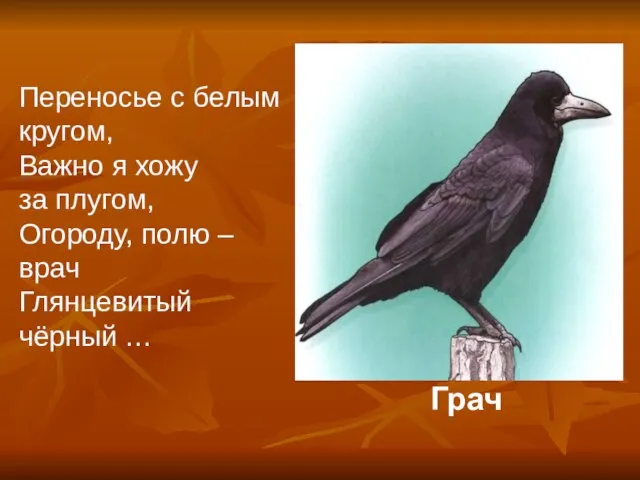 Грач Переносье с белым кругом, Важно я хожу за плугом, Огороду, полю