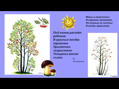 Под окном растёт рябинка- В красных ягодах вершинка. Прилетели свиристели- Угощенье мигом