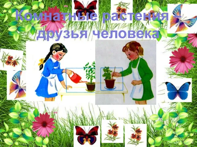 Презентация на тему Комнатные растения в детском саду