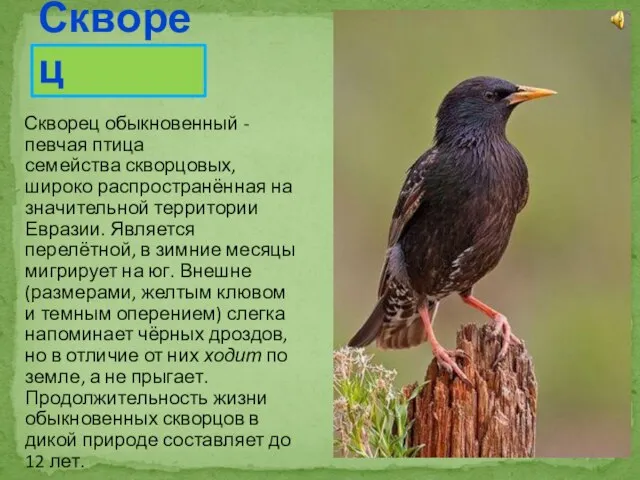Скворец обыкновенный - певчая птица семейства скворцовых, широко распространённая на значительной территории