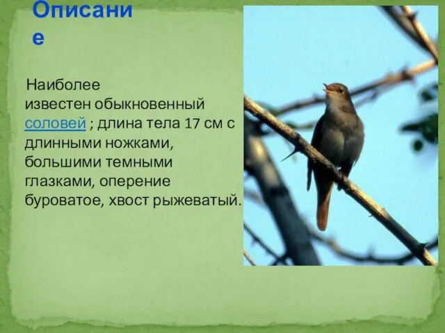 Наиболее известен обыкновенный соловей ; длина тела 17 см с длинными ножками,