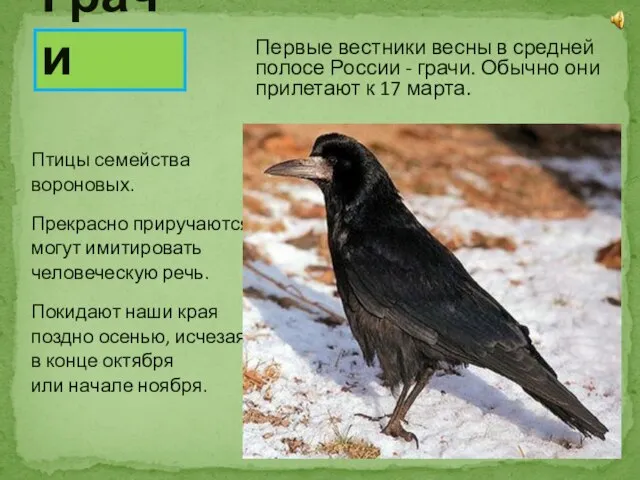 Первые вестники весны в средней полосе России - грачи. Обычно они прилетают