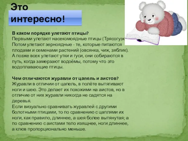 Это интересно! В каком порядке улетают птицы? Первыми улетают насекомоядные птицы (Трясогузка).