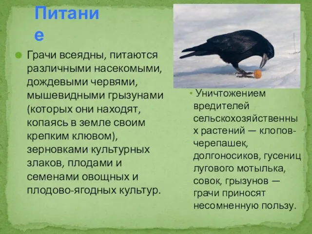 Грачи всеядны, питаются различными насекомыми, дождевыми червями, мышевидными грызунами (которых они находят,