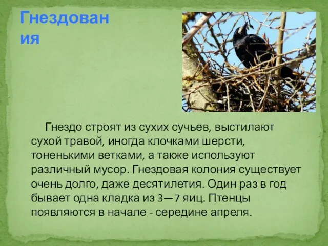 Гнездо строят из сухих сучьев, выстилают сухой травой, иногда клочками шерсти, тоненькими