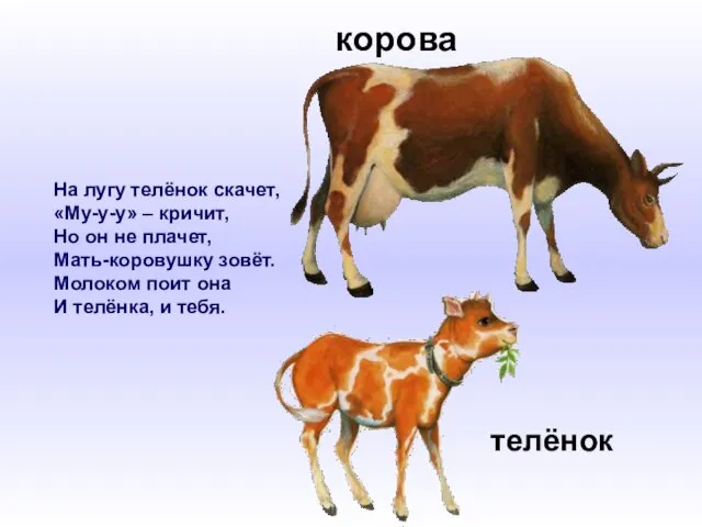 На лугу телёнок скачет, «Му-у-у» – кричит, Но он не плачет, Мать-коровушку