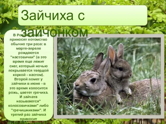 В России зайцы-приносят потомство обычно три раза: в марте-апреле рождаются "настовички" (в