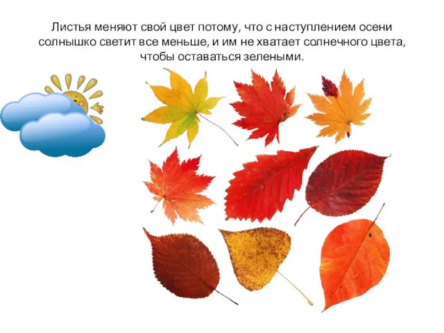 Листья меняют свой цвет потому, что с наступлением осени солнышко светит все