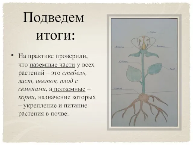 Подведем итоги: На практике проверили, что наземные части у всех растений –