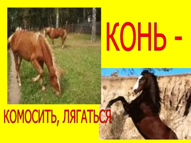 КОНЬ - КОМОСИТЬ, ЛЯГАТЬСЯ