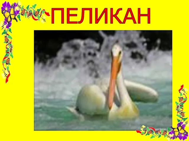 ПЕЛИКАН