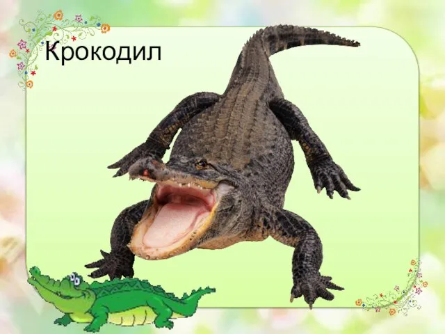 Крокодил