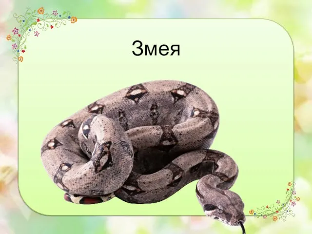 Змея