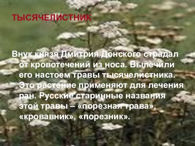 ТЫСЯЧЕЛИСТНИК Внук князя Дмитрия Донского страдал от кровотечений из носа. Вылечили его