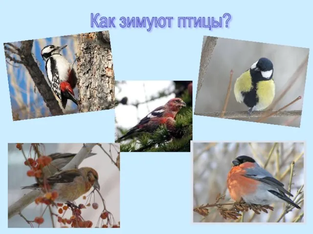 Как зимуют птицы?