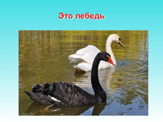 Это лебедь