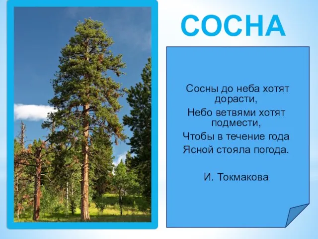 СОСНА Сосны до неба хотят дорасти, Небо ветвями хотят подмести, Чтобы в