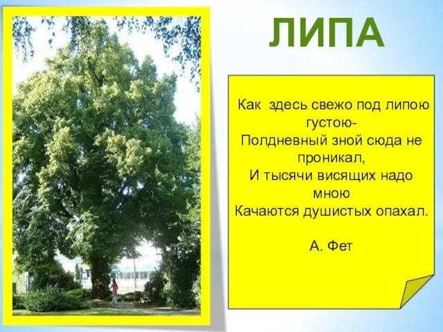 ЛИПА Как здесь свежо под липою густою- Полдневный зной сюда не проникал,